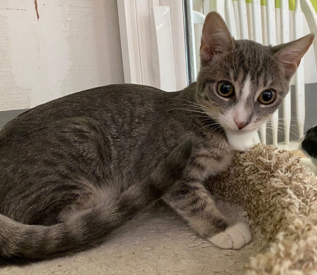 Astrid, an adoptable Domestic Short Hair in Lemoore, CA, 93245 | Photo Image 2