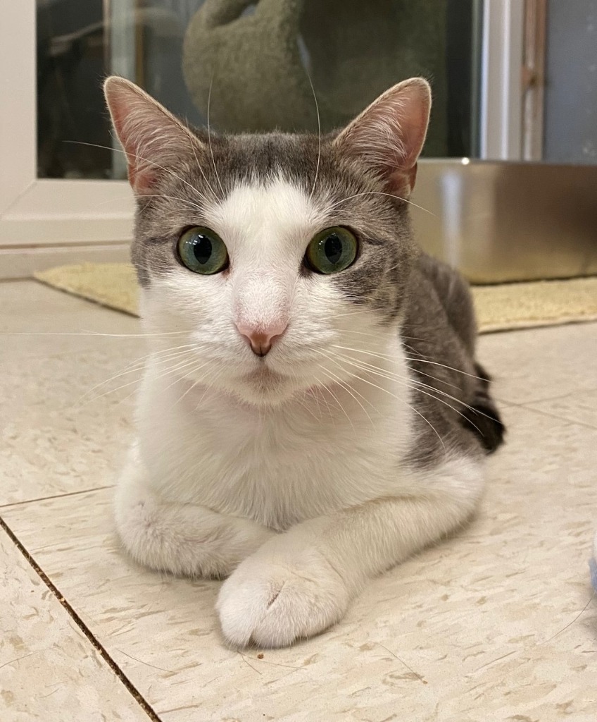 Addie, an adoptable Domestic Short Hair in Lemoore, CA, 93245 | Photo Image 1