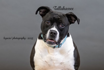 Tallahassee, an adoptable American Bulldog, Bullmastiff in Pekin, IL, 61554 | Photo Image 1