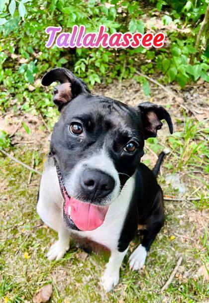 Tallahassee, an adoptable American Bulldog, Bullmastiff in Pekin, IL, 61554 | Photo Image 2