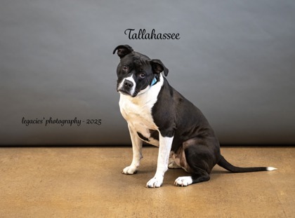 Tallahassee, an adoptable American Bulldog, Bullmastiff in Pekin, IL, 61554 | Photo Image 2