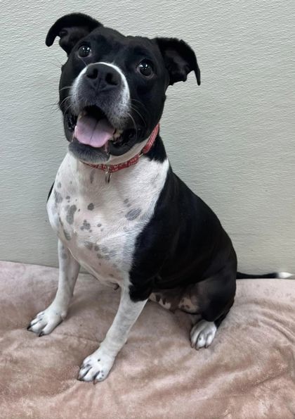 Tallahassee, an adoptable American Bulldog, Bullmastiff in Pekin, IL, 61554 | Photo Image 3