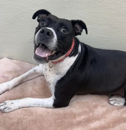 Tallahassee, an adoptable American Bulldog, Bullmastiff in Pekin, IL, 61554 | Photo Image 3