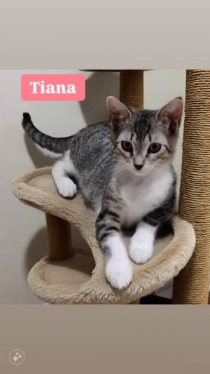 Tiana was raised with her mom and siblings while in foster care so she is a very confident secure 