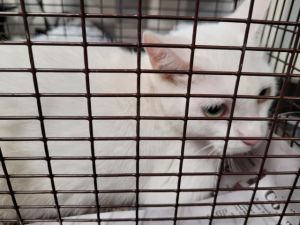 A2146307 Domestic Short Hair Cat