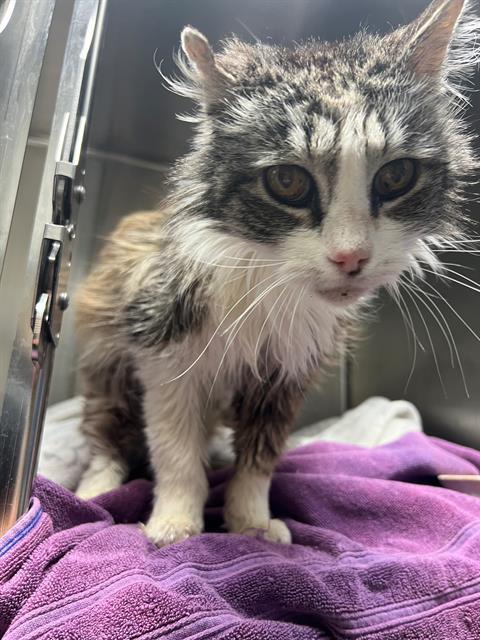 BETSY, an adoptable Domestic Long Hair in Santa Maria, CA, 93455 | Photo Image 1