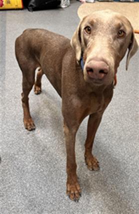 SNOOP Weimaraner Dog