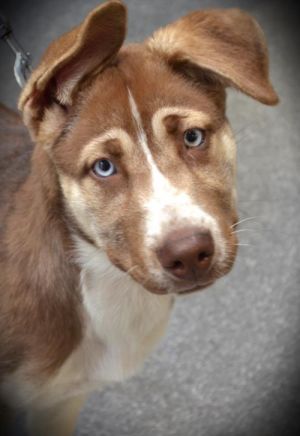 EGYPT Siberian Husky Dog