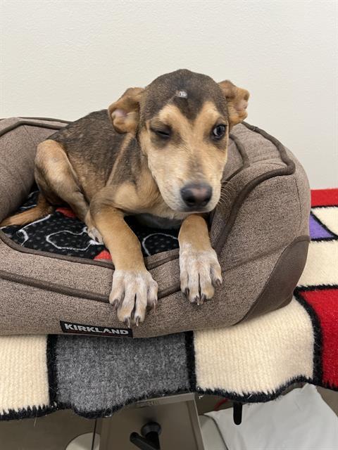 LLORON, an adoptable Australian Cattle Dog / Blue Heeler in Globe, AZ, 85501 | Photo Image 1