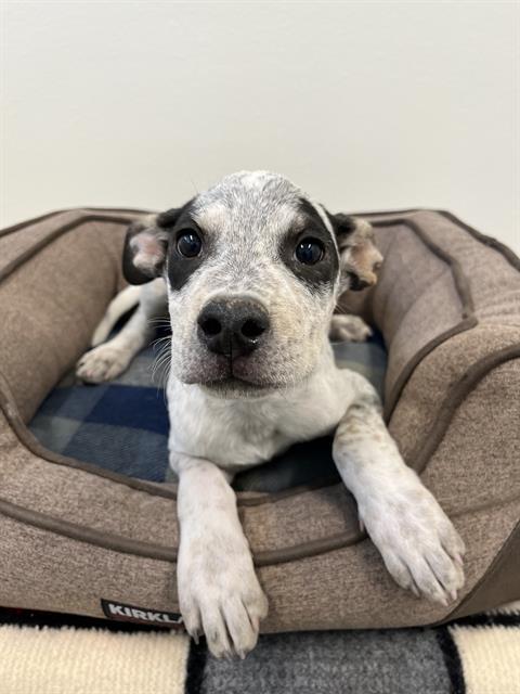 SPOT, an adoptable Australian Cattle Dog / Blue Heeler in Globe, AZ, 85501 | Photo Image 1