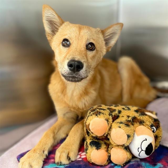 HACHIKO*, an adoptable Jindo in Tucson, AZ, 85745 | Photo Image 1