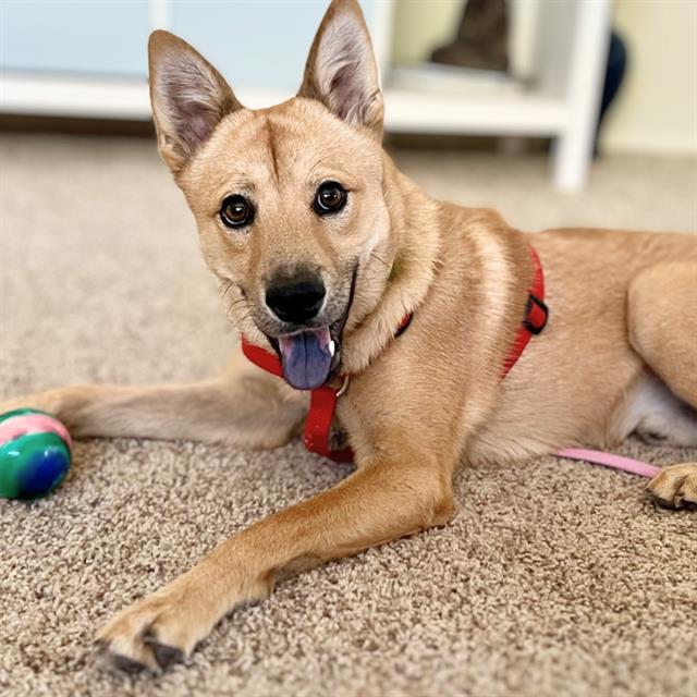 HACHI*, an adoptable Jindo in Tucson, AZ, 85745 | Photo Image 1