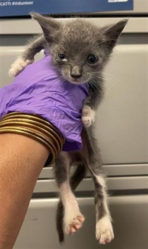 STORMY Domestic Short Hair Cat