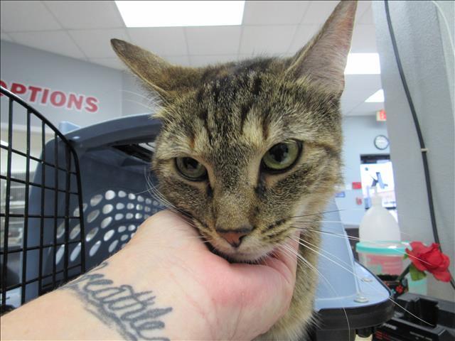 PRINCESS, an adoptable Domestic Short Hair in Killeen, TX, 76543 | Photo Image 1