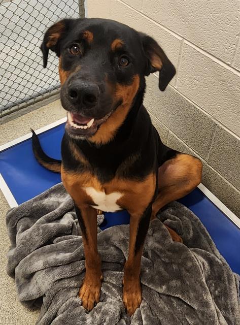 Dog for adoption - BRODY, a Rottweiler & Doberman Pinscher Mix in ...