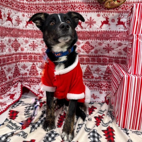 Taz, an adoptable Border Collie, Mixed Breed in Show Low, AZ, 85901 | Photo Image 1