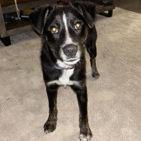 Taz, an adoptable Border Collie, Mixed Breed in Show Low, AZ, 85901 | Photo Image 2