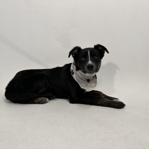 Taz, an adoptable Border Collie, Mixed Breed in Show Low, AZ, 85901 | Photo Image 3