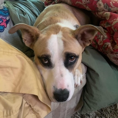 Caroline, an adoptable Pit Bull Terrier in Sartell, MN, 56377 | Photo Image 2