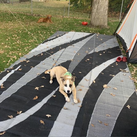 Caroline, an adoptable Pit Bull Terrier in Sartell, MN, 56377 | Photo Image 3