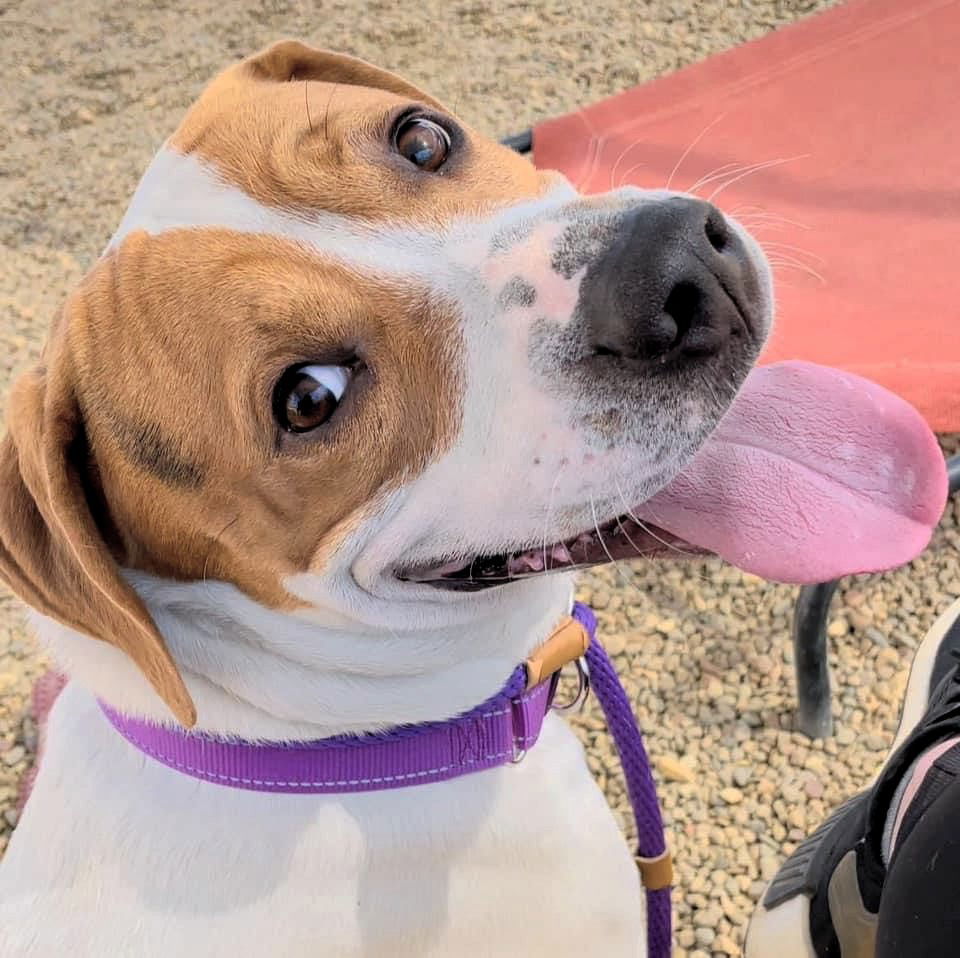 Bucky, an adoptable Mixed Breed in Shelburne, VT, 05482 | Photo Image 1