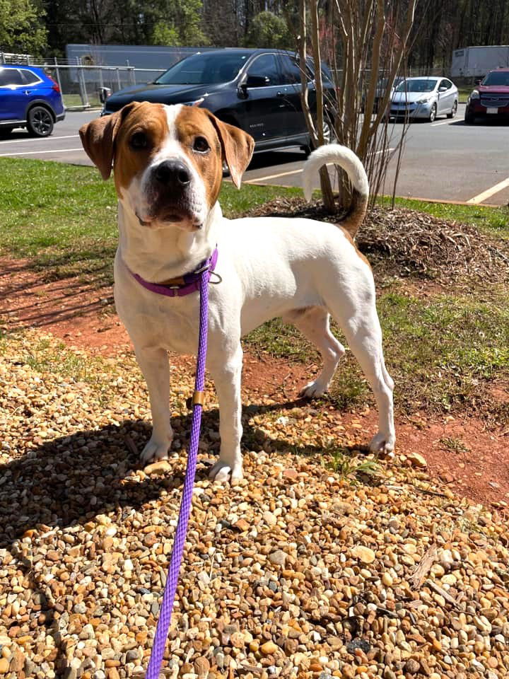 Bucky, an adoptable Mixed Breed in Shelburne, VT, 05482 | Photo Image 2