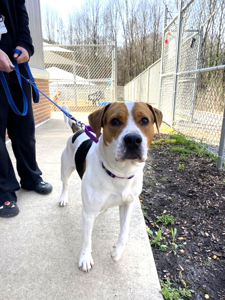 Bucky, an adoptable Mixed Breed in Shelburne, VT, 05482 | Photo Image 3