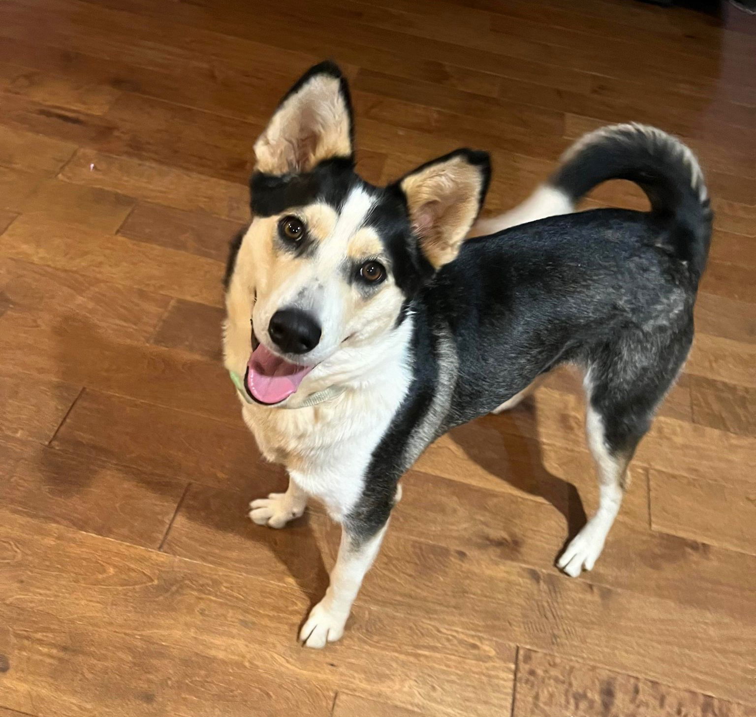 Sasha, an adoptable Mixed Breed in Shelburne, VT, 05482 | Photo Image 1