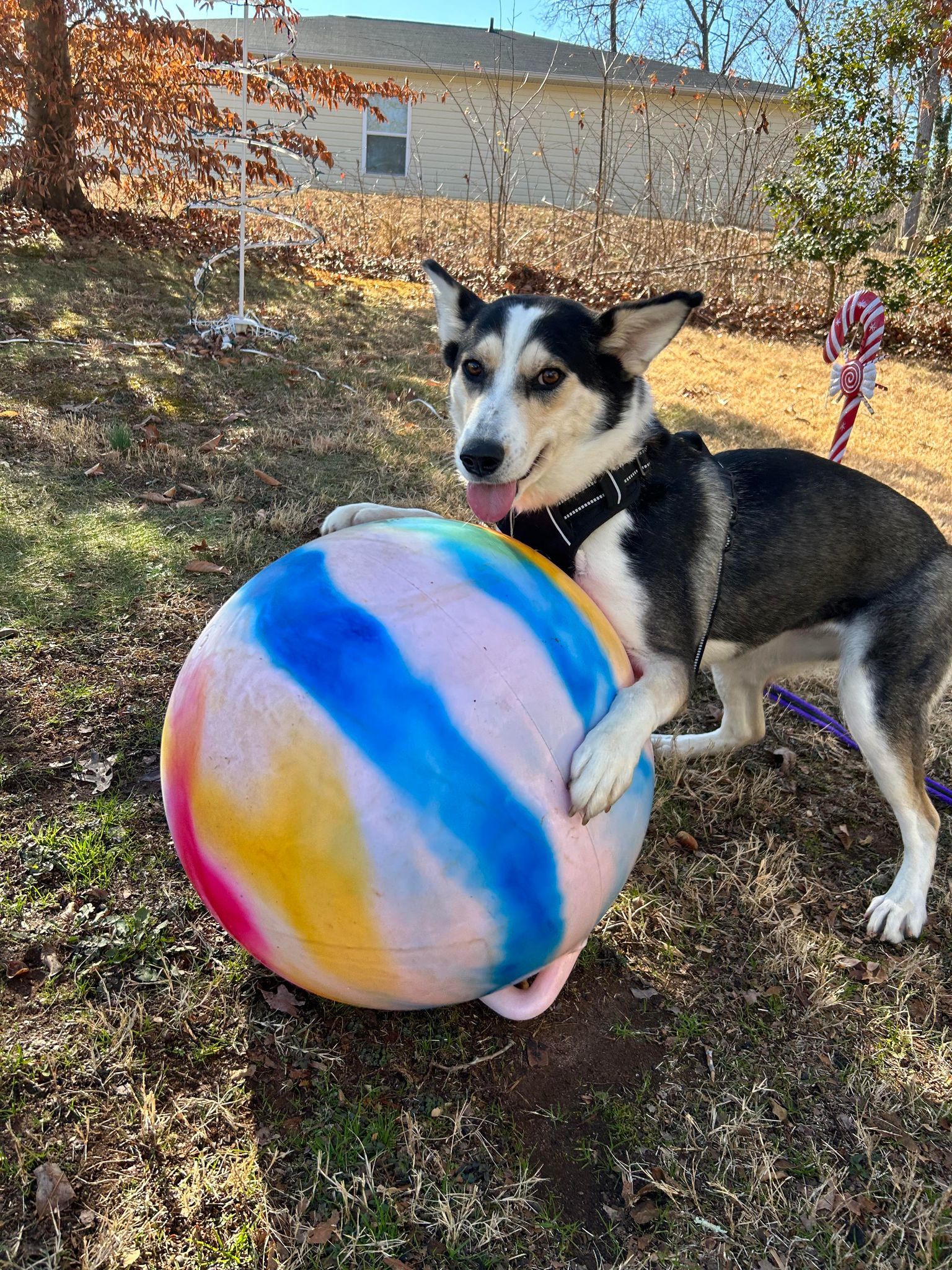 Sasha, an adoptable Mixed Breed in Shelburne, VT, 05482 | Photo Image 2
