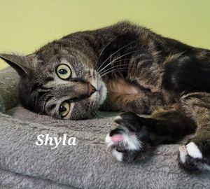Shyla