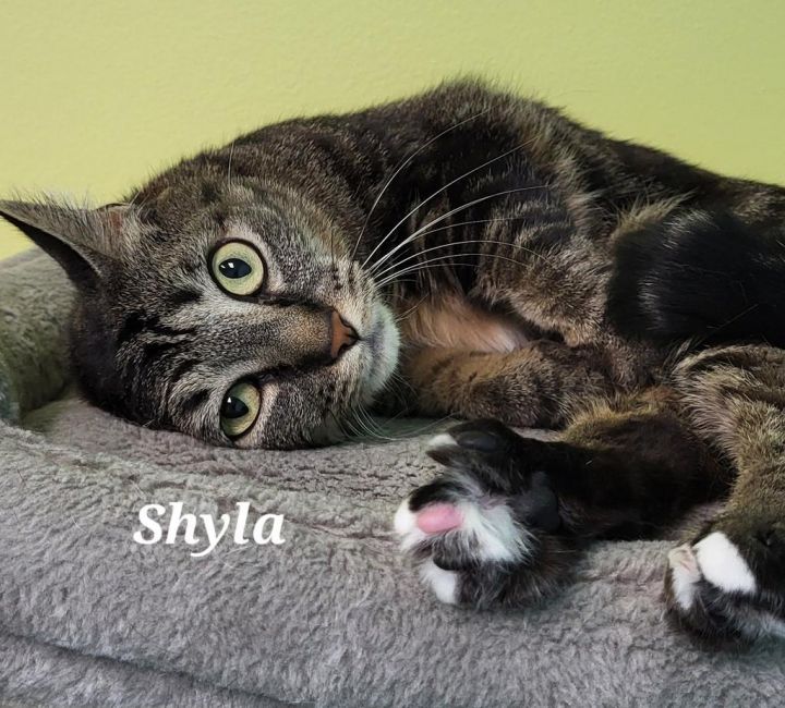 Shyla 1