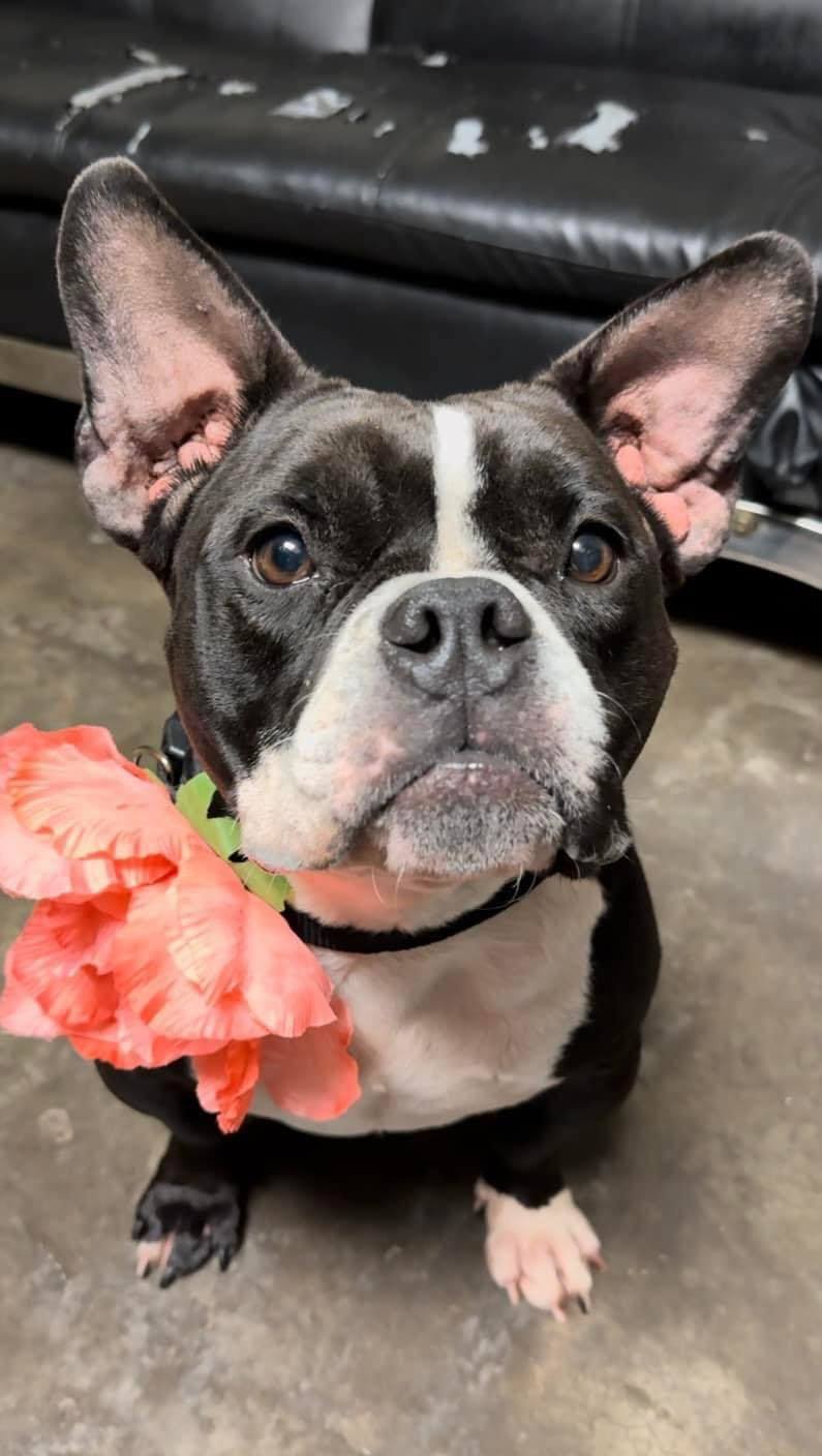 Poppy, an adoptable French Bulldog in Arlee, MT, 59821 | Photo Image 1