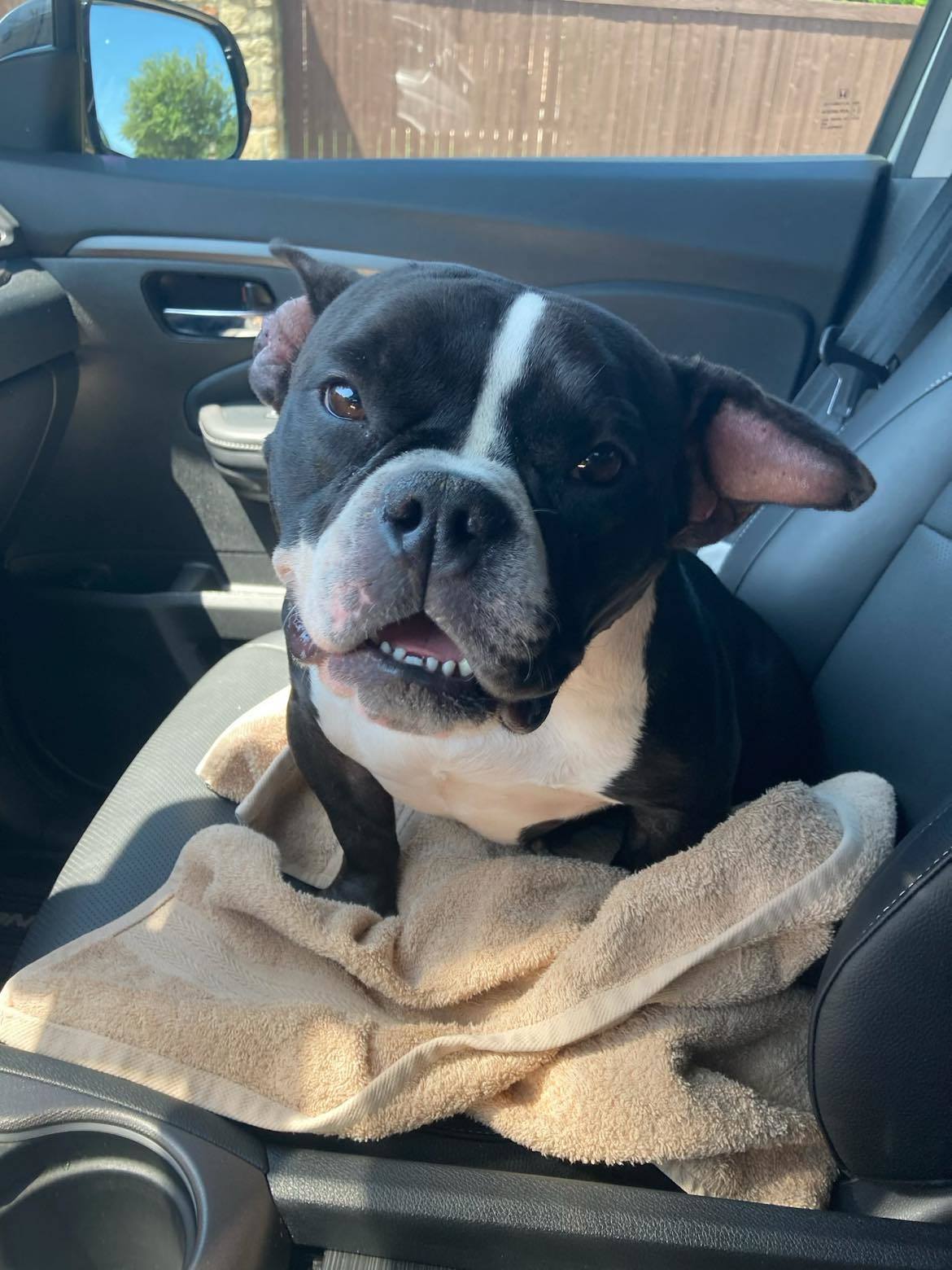 Poppy, an adoptable French Bulldog in Arlee, MT, 59821 | Photo Image 4