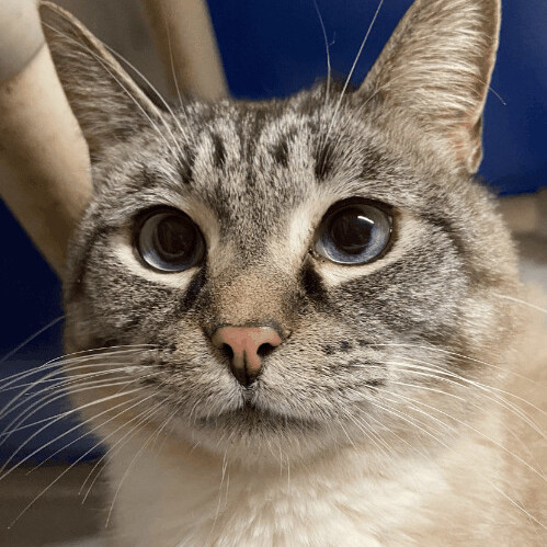 Sammie, an adoptable Ragdoll in Tipp City, OH, 45371 | Photo Image 1