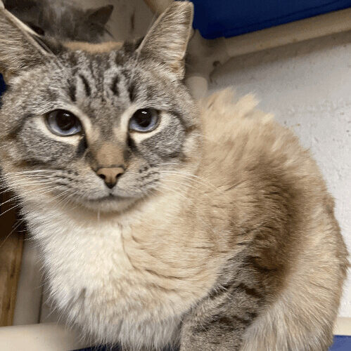 Sammie, an adoptable Ragdoll in Tipp City, OH, 45371 | Photo Image 2