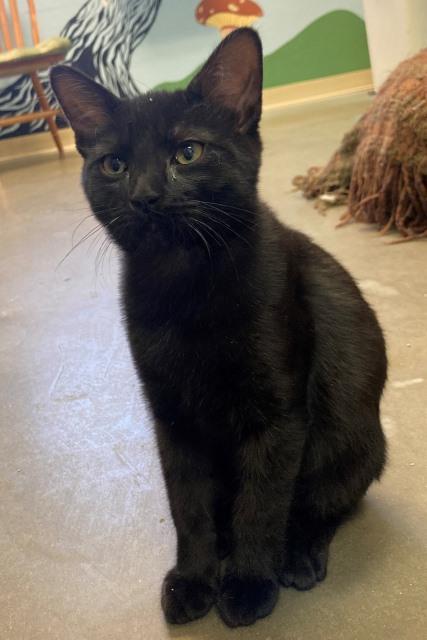 Charlie, an adoptable Domestic Short Hair, Siamese in Pagosa Springs, CO, 81147 | Photo Image 2