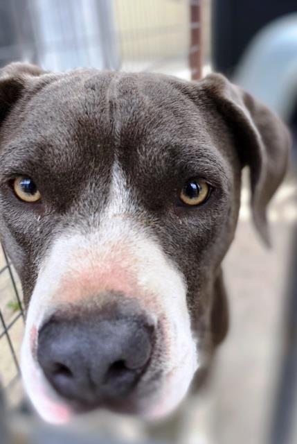 Ella, an adoptable American Staffordshire Terrier in Pagosa Springs, CO, 81147 | Photo Image 2