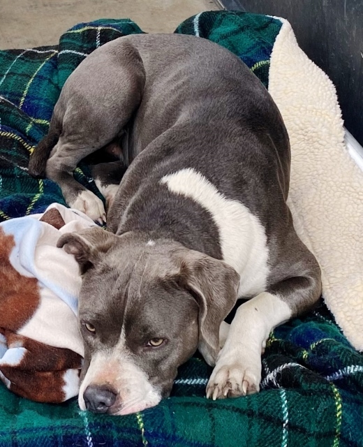 Ella, an adoptable American Staffordshire Terrier in Pagosa Springs, CO, 81147 | Photo Image 3