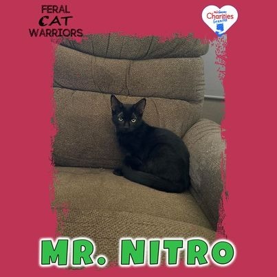 Mr. Nitro, an adoptable Domestic Short Hair in Kingman, AZ, 86401 | Photo Image 1