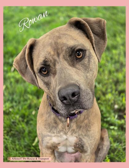 Rowan, an adoptable Pit Bull Terrier, Mixed Breed in De Soto, IA, 50069 | Photo Image 1