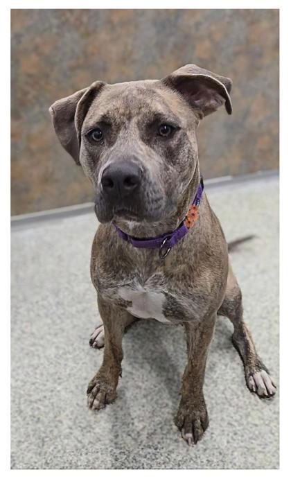Rowan, an adoptable Pit Bull Terrier, Mixed Breed in De Soto, IA, 50069 | Photo Image 2