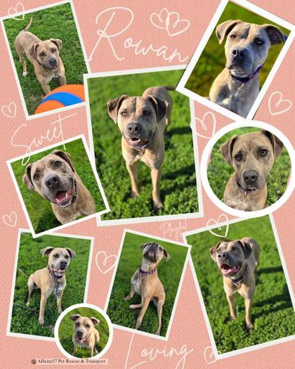 Rowan, an adoptable Pit Bull Terrier, Mixed Breed in De Soto, IA, 50069 | Photo Image 2