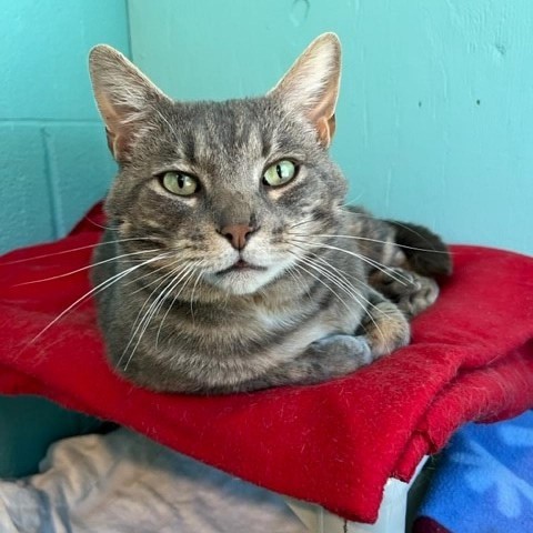 Atreyu, an adoptable Domestic Short Hair in Coos Bay, OR, 97420 | Photo Image 1