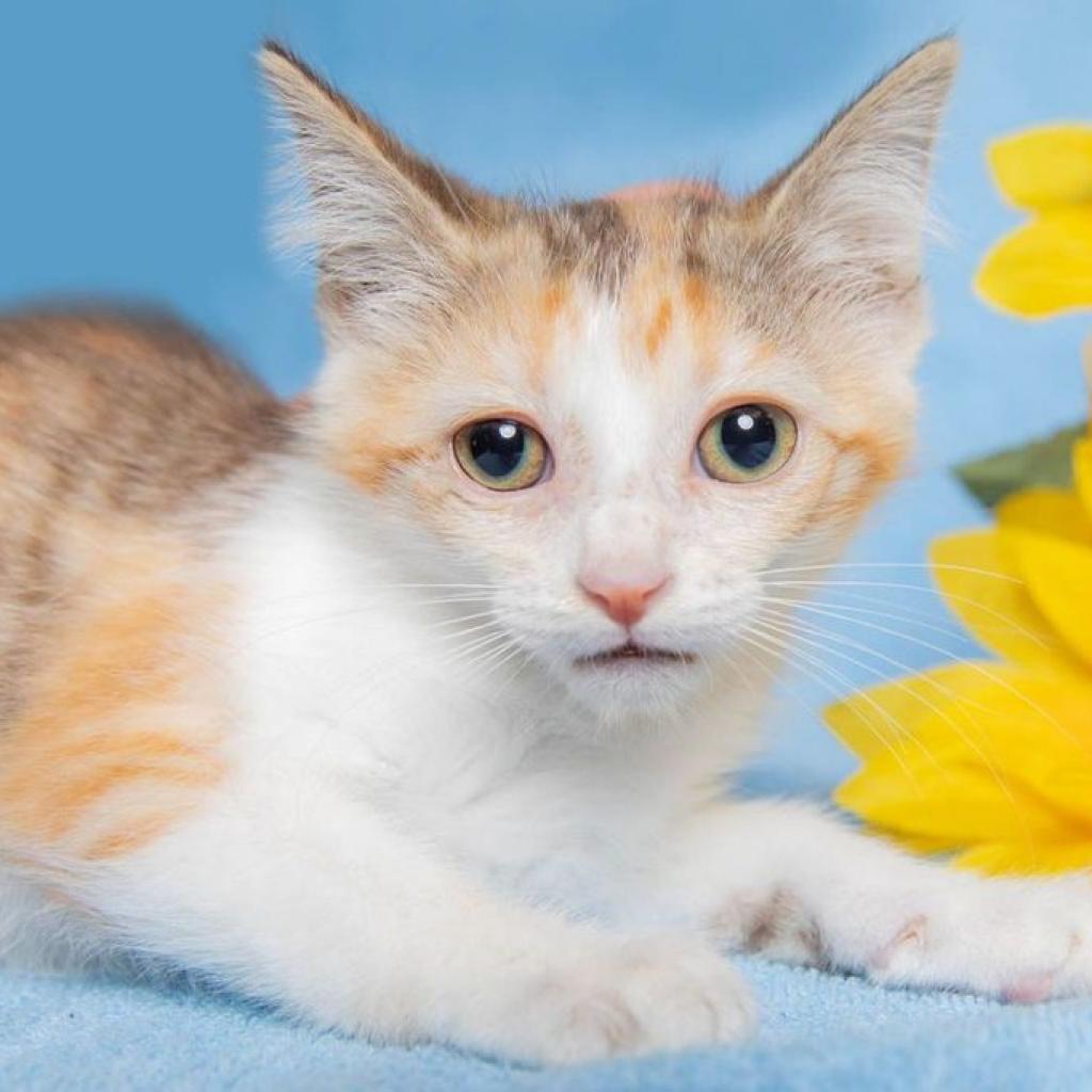 Isabelle, an adoptable Domestic Medium Hair in Hackett, AR, 72937 | Photo Image 1