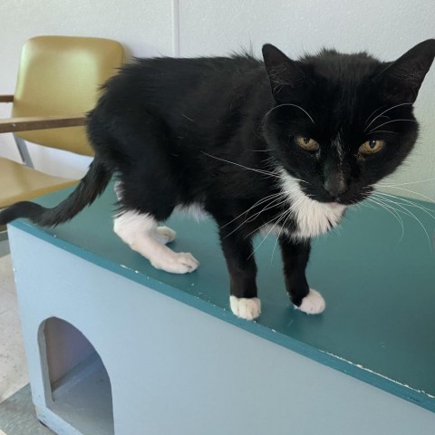 Bananas, an adoptable Domestic Short Hair in Mount Shasta, CA, 96067 | Photo Image 3