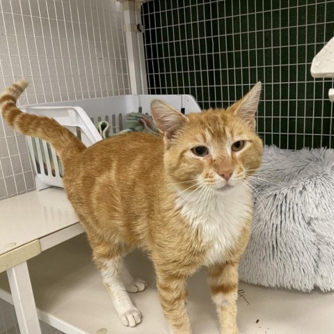 Clove, an adoptable Domestic Short Hair in Mount Shasta, CA, 96067 | Photo Image 4