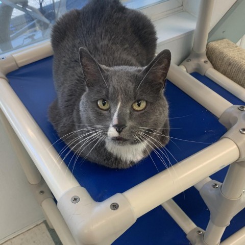 Pajamas, an adoptable Domestic Short Hair in Mount Shasta, CA, 96067 | Photo Image 1