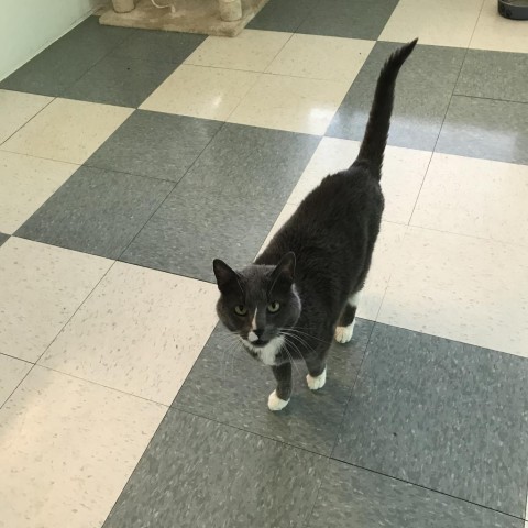 Pajamas, an adoptable Domestic Short Hair in Mount Shasta, CA, 96067 | Photo Image 2