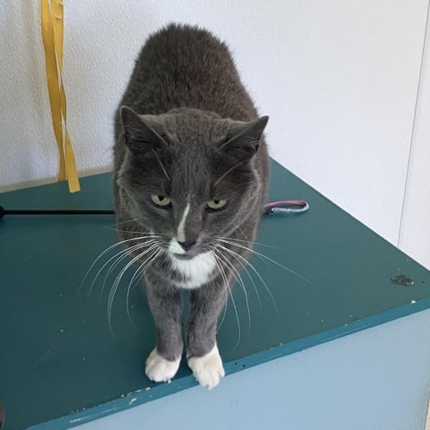 Pajamas, an adoptable Domestic Short Hair in Mount Shasta, CA, 96067 | Photo Image 5