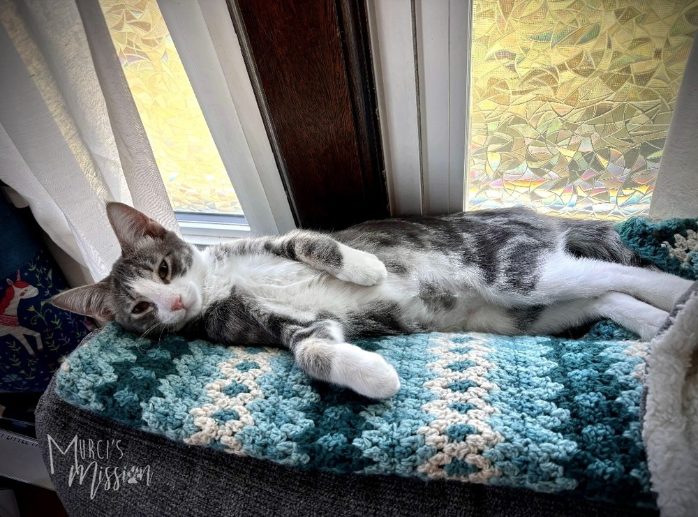 Bobby, an adoptable Domestic Short Hair in Spokane , WA, 99209 | Photo Image 1